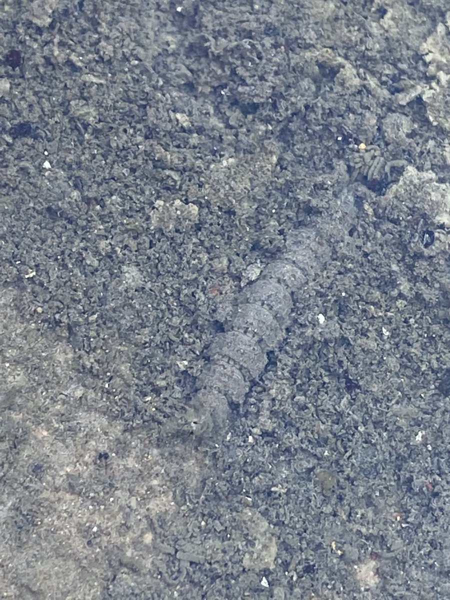 saginawenviro tweet media