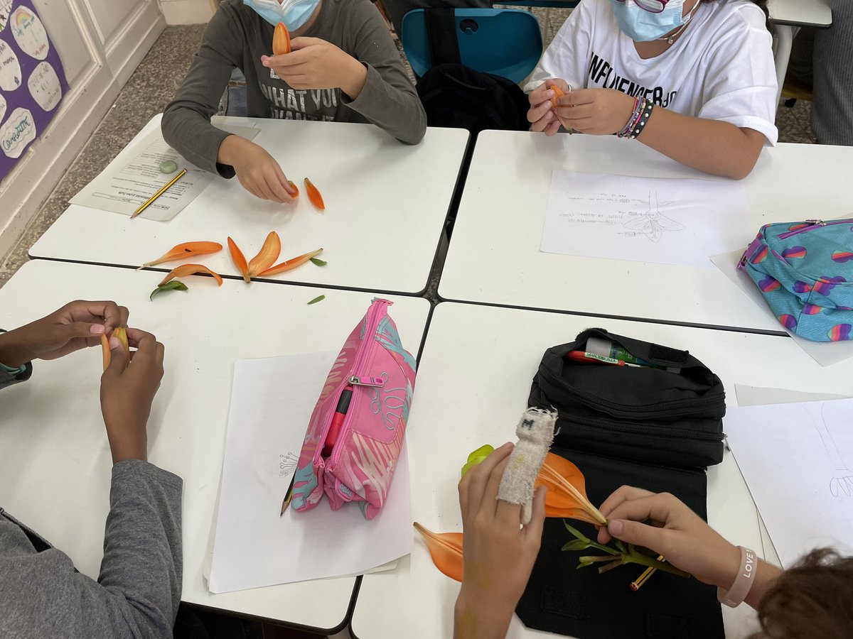 Alba8610's tweet photo. Com són les flors i quines són les seves parts? A #4tPIN hem observat com és el lliri per dins gràcies al projecte “Laboratori Botànic”. @JesuitesEdu #JEstGervasi https://t.co/uDLeWHx4p5