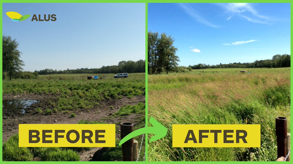 ALUS_Solutions's tweet photo. The impact of ALUS Wetaskiwin-Leduc!

Taken two years apart, the images show a wetland complex and water source. Before ALUS, cattle directly used the site. ALUS worked with the landowner to help them create a more resilient wetland.

Learn more: https://t.co/9WltJpyNUD https://t.co/8DOEAMh3ui