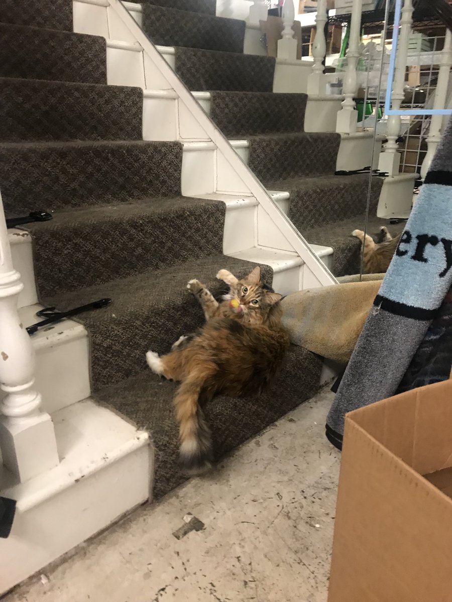 KC's Snarkiest Cat (@SnarkyStoreCat) / Posts / X