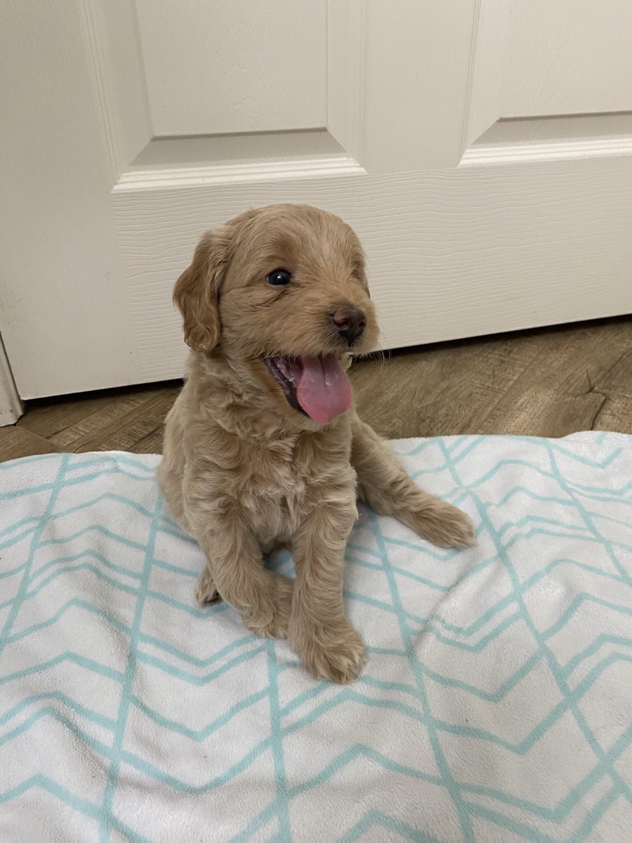 kspillum26's tweet photo. We have two male mini golden doodles that need a home! DM me if you’re interested! #minigoldendoodles #puppies https://t.co/3q8iIDF1ue