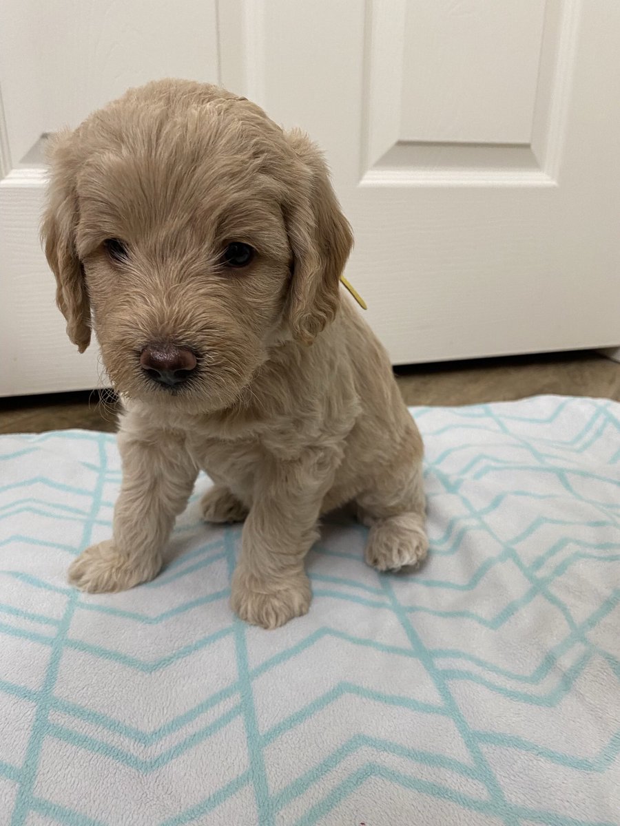 kspillum26's tweet photo. We have two male mini golden doodles that need a home! DM me if you’re interested! #minigoldendoodles #puppies https://t.co/3q8iIDF1ue