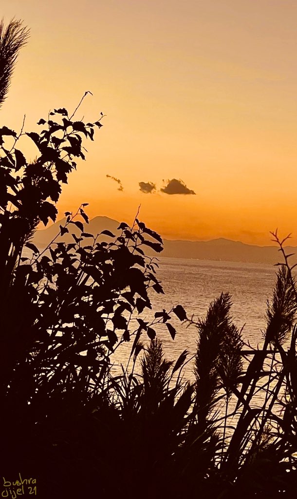 बushrā ᴬ̄ᴮ ᴱᶠ tweet media