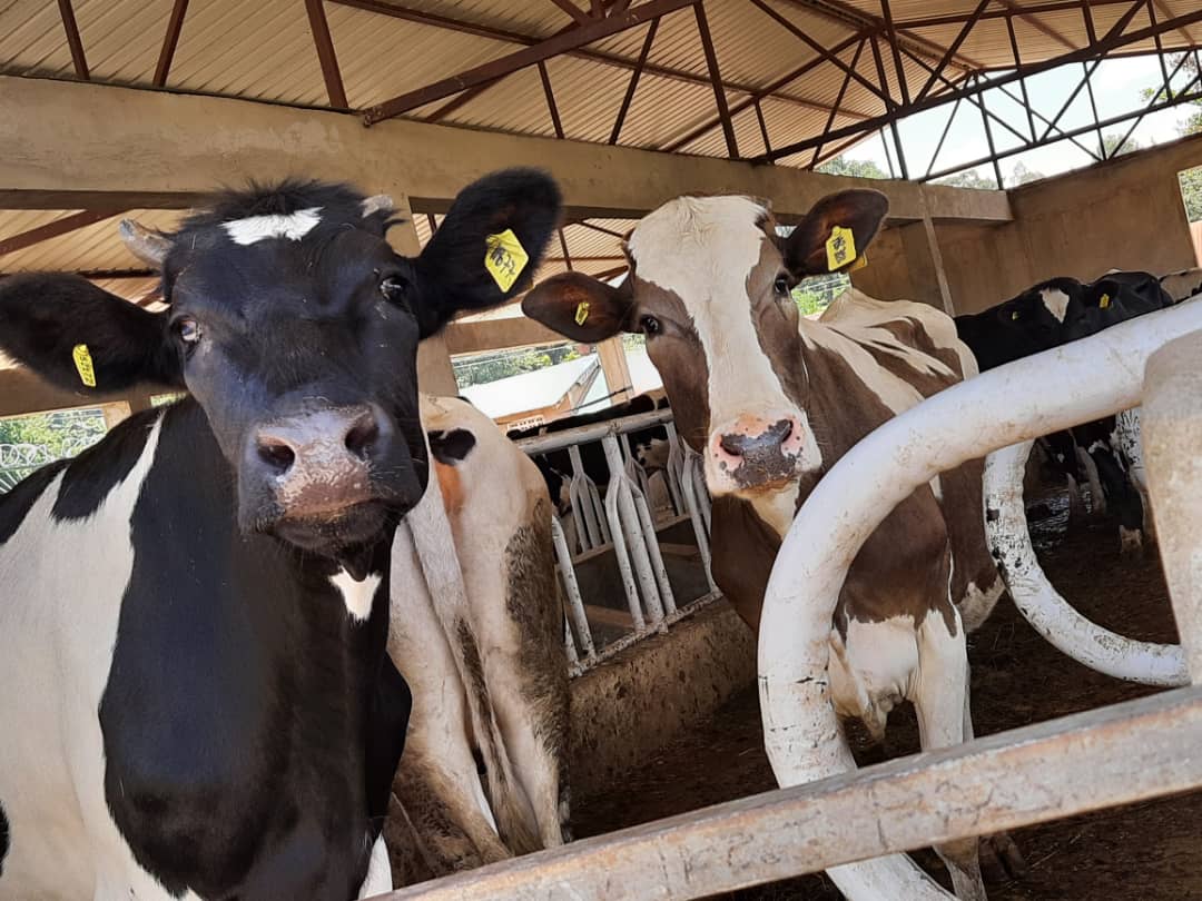 Did you know cows are very social animals?
Cows prefer to spend their time together, and some research has even shown that cows have favorite friends and can become stressed when they are separated from one another
#Efarmuapp
#digitalisingfarming