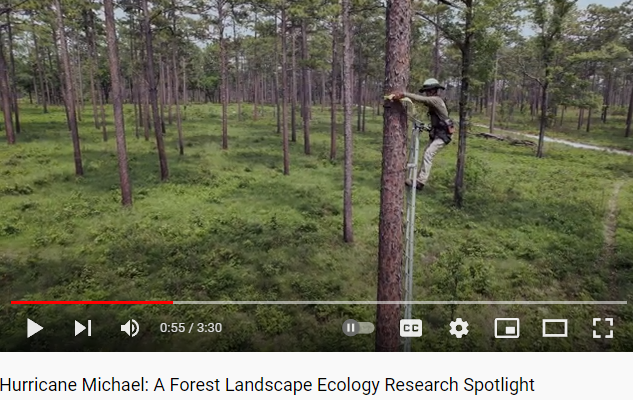 JefferyBCannon's tweet photo. Here's a great video from the @thejonesctr covering some of our tree winching work comparing wind risk in #longleaf and other southern pines! 
https://t.co/k1Q1jMlttJ https://t.co/Hi4BP3YgfZ