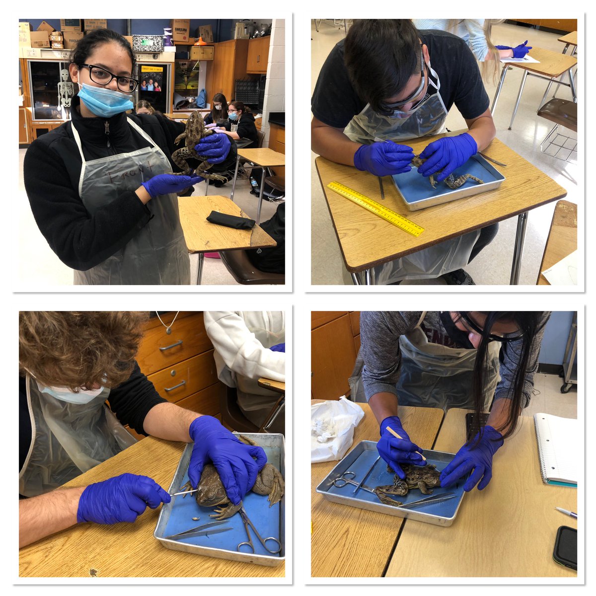 bioshemesh's tweet photo. Did someone say #FunWithFrogs 🐸 ? Because #Anatomy students were definitely excited for #DissectionDay !! #TrumanScience #BTSDproud #TigerStrong https://t.co/93R6MHRs0j