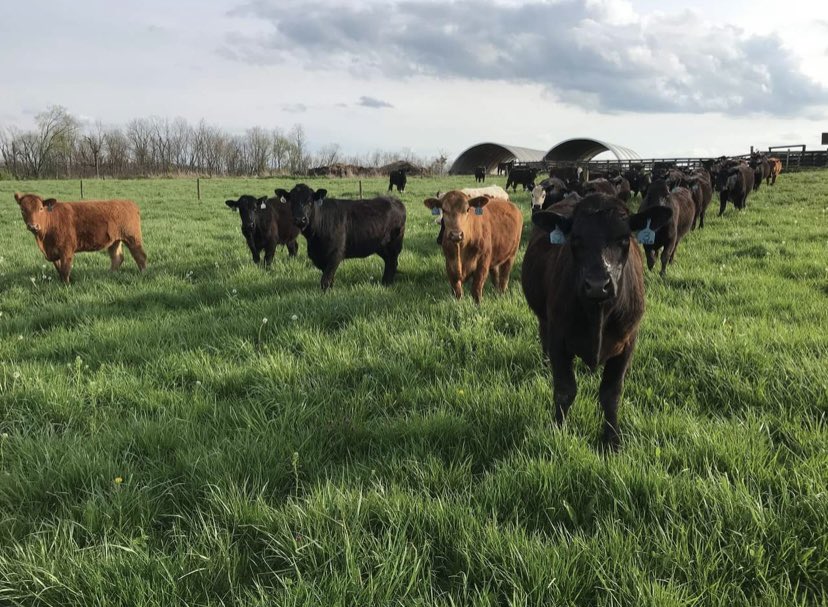 pinitdeepKSR's tweet image. A GREAT episode with one of our favorite offensive lineman @elicox59 AND the Cow Expert drops by for a quick chat. 

Give it a listen #BBN 💙

Apple: podcasts.apple.com/us/podcast/pin…

Spotify: open.spotify.com/episode/77pcU7…