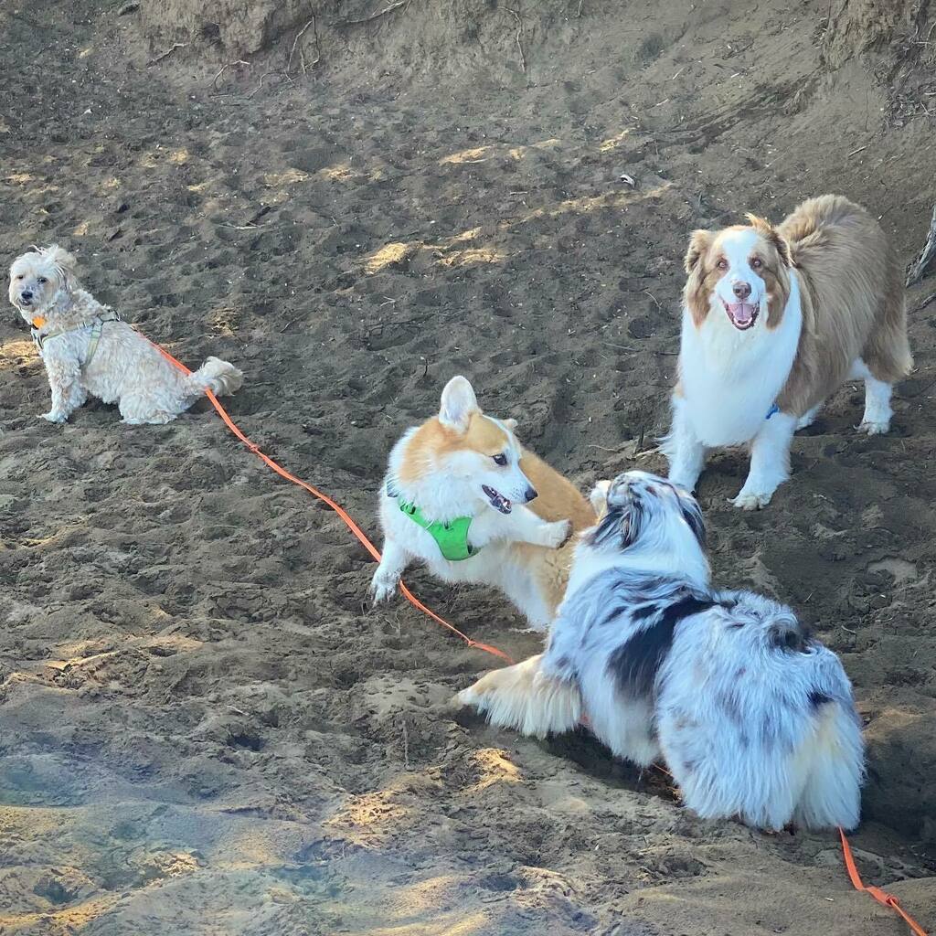 pancakescorgi's tweet photo. https://t.co/nXiWeScJdy Always a party with the walkies crew!
🚶🐶🐶🐶🐶
.
.
.
.
.
.
#corgisofinstagram #corgi #corgination #dogsofinstagram #corgisofinstagram #corgi #corgination #dogsofinstagram #hayesvalleycorgi #corgisofinsta #corgis #corgicommunity #corgistagram #corgig… https://t.co/XA1VkoLtUD