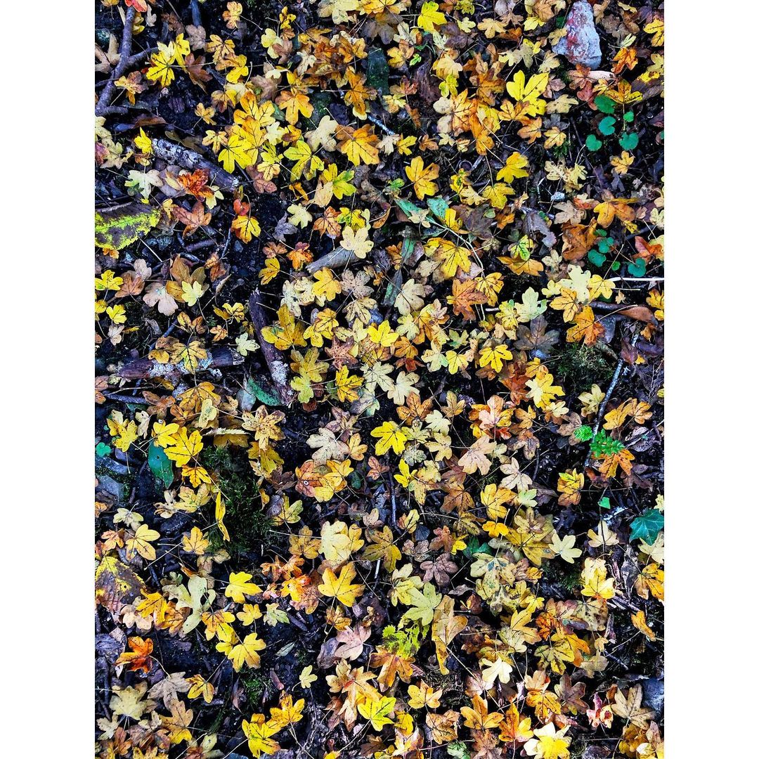 DavidOakesTR's tweet photo. 191021 David Oakes Instagram Update

"Want to hear more about the #FieldMaple and the how/why of their yellow-ful “Fall” fall? Sure you do. Head over to @TreesACrowdpod ."

#DavidOakes #VikingsValhalla #ColdSkin #TheBorgias #TheWhiteQueen #Victoria #VenusInFur #Endeavour https://t.co/DQSTxqQpzg