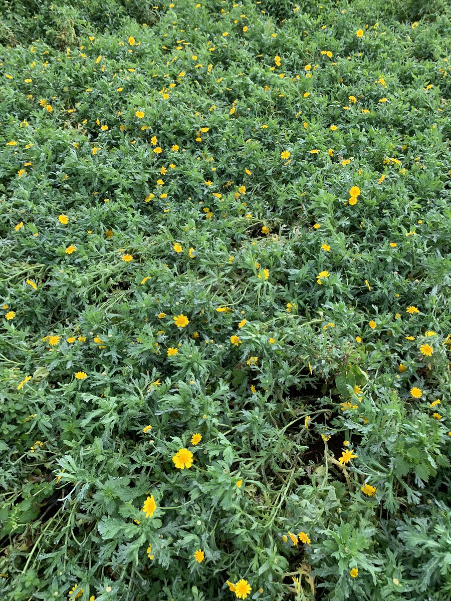 TJex_RegenAg's tweet photo. Continuing the theme of novel break crops.. ππ¬ #CornMarigold https://t.co/tyYMYYKZtr