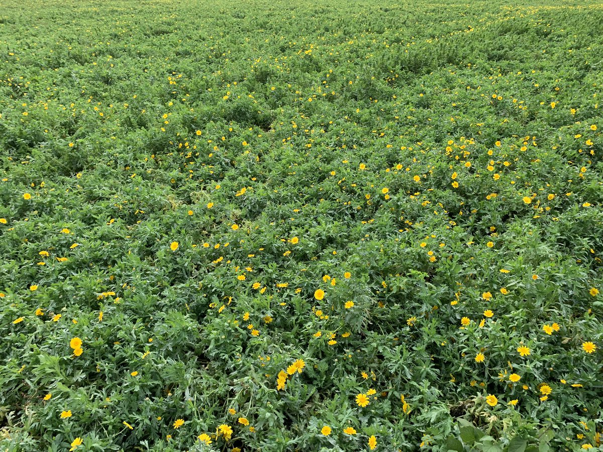 TJex_RegenAg's tweet photo. Continuing the theme of novel break crops.. ππ¬ #CornMarigold https://t.co/tyYMYYKZtr