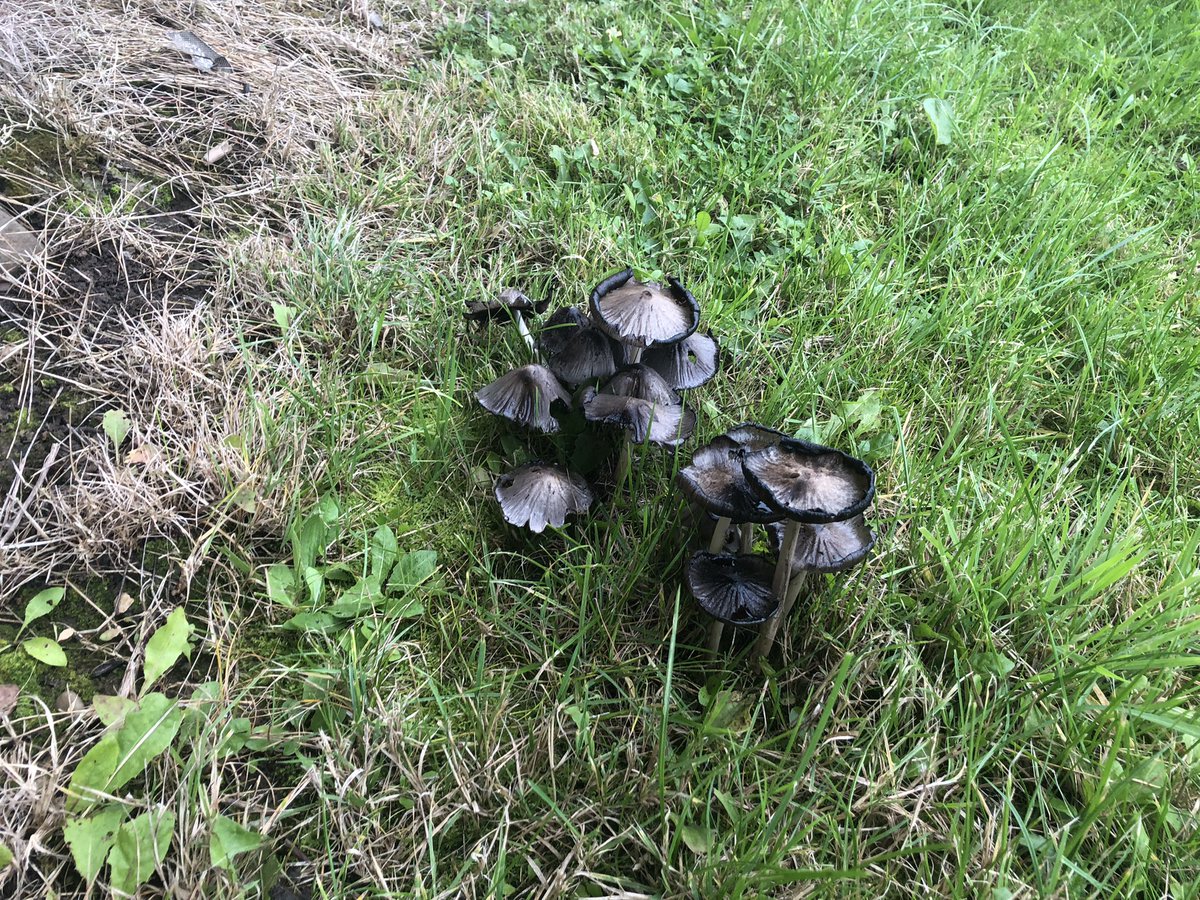 Kimbohud's tweet photo. Had a great soggy girlie afternoon planting bulbs & wildflowers near to @dadslanechippy & found some ?Black cap mushrooms?
#wildflowers #greenopenspaces https://t.co/0LEqpu4grl