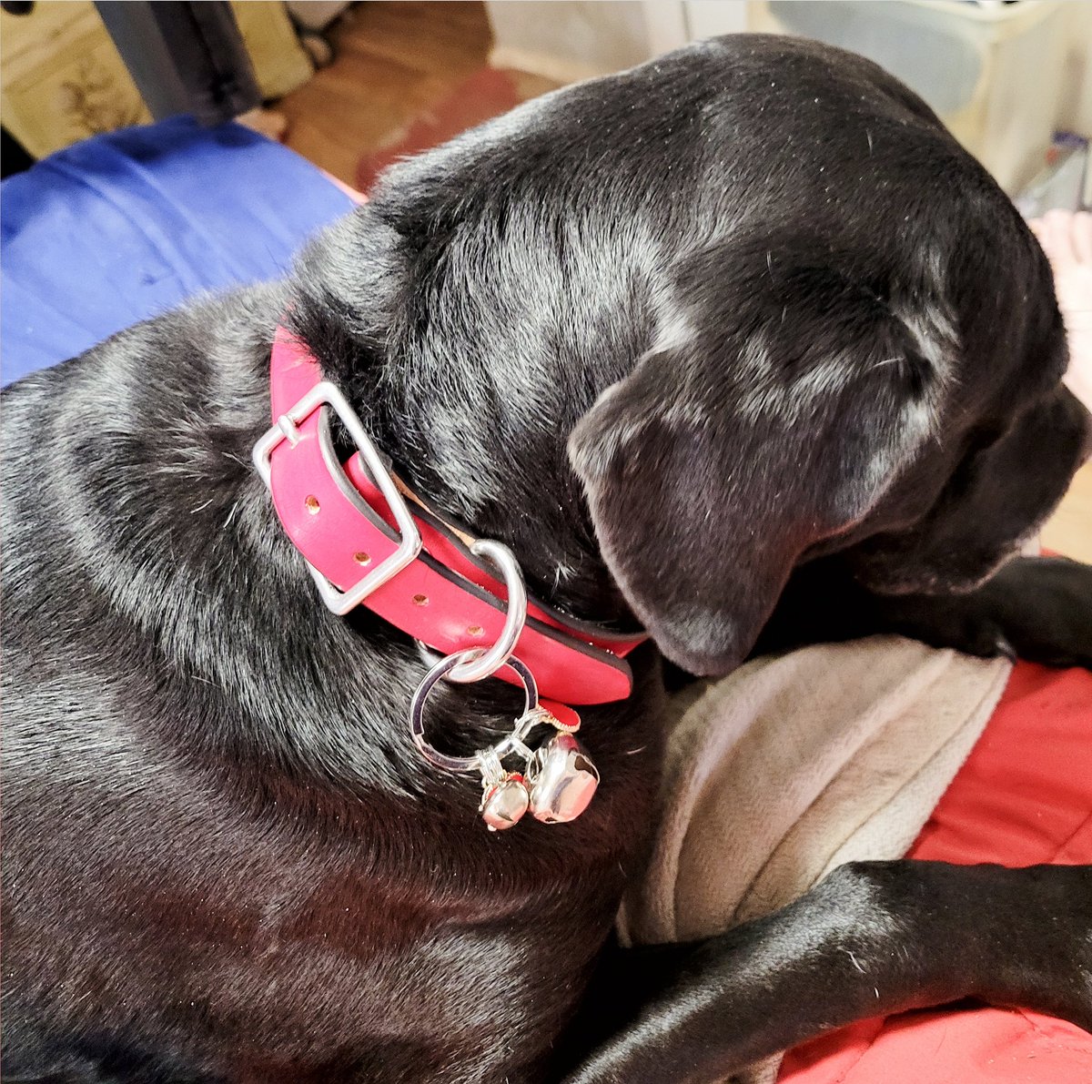 ACheyenne777's tweet photo. This is Maya in her new @HideSteel collar and bling. Couldn't get her to hold still. Was too excited!!🐶❤🐕🤗🐾 https://t.co/M4H0WTeqit