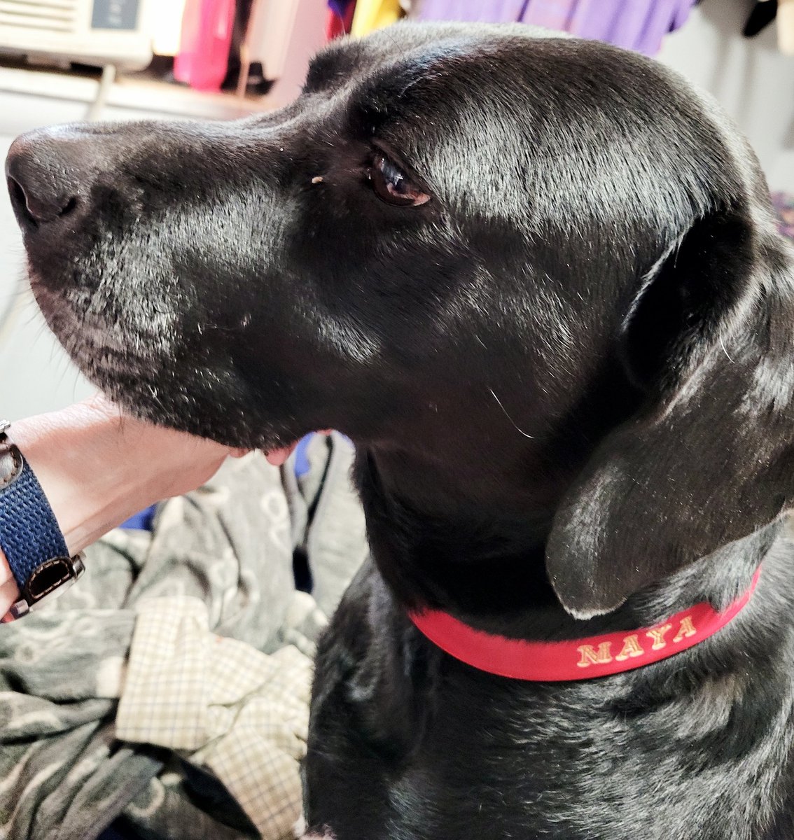 ACheyenne777's tweet photo. This is Maya in her new @HideSteel collar and bling. Couldn't get her to hold still. Was too excited!!🐶❤🐕🤗🐾 https://t.co/M4H0WTeqit