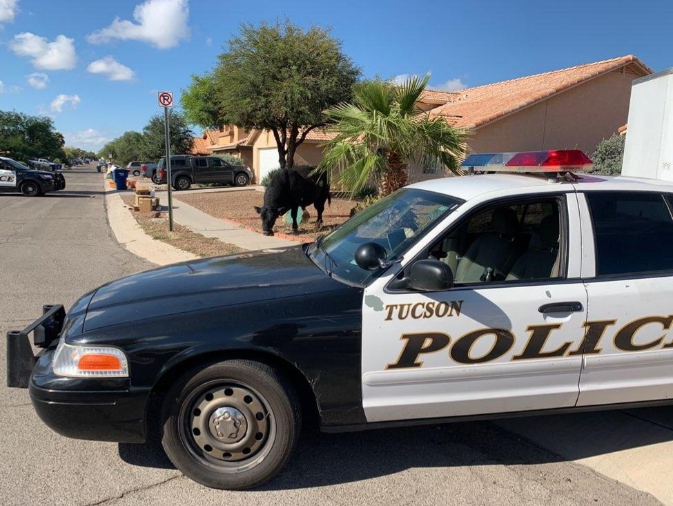 ofcrmagos's tweet photo. 🐂BULL ON THE LOOSE🚓

If you're out east "steer" clear of E. Rita Rd/S. Zircon Crystal. Ofc. Cleary &amp; CSO Booster found themselves trying to corral a bull this morning. Ranchers are on their way to help out.  @OperationsEast https://t.co/mEFPNSVzZH