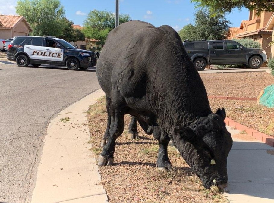 🐂BULL ON THE LOOSE🚓

If you're out east "steer" clear of E. Rita Rd/S. Zircon Crystal. Ofc. Cleary &amp; CSO Booster found themselves trying to corral a bull this morning. Ranchers are on their way to help out.  <a href="/OperationsEast/">Operations East</a>