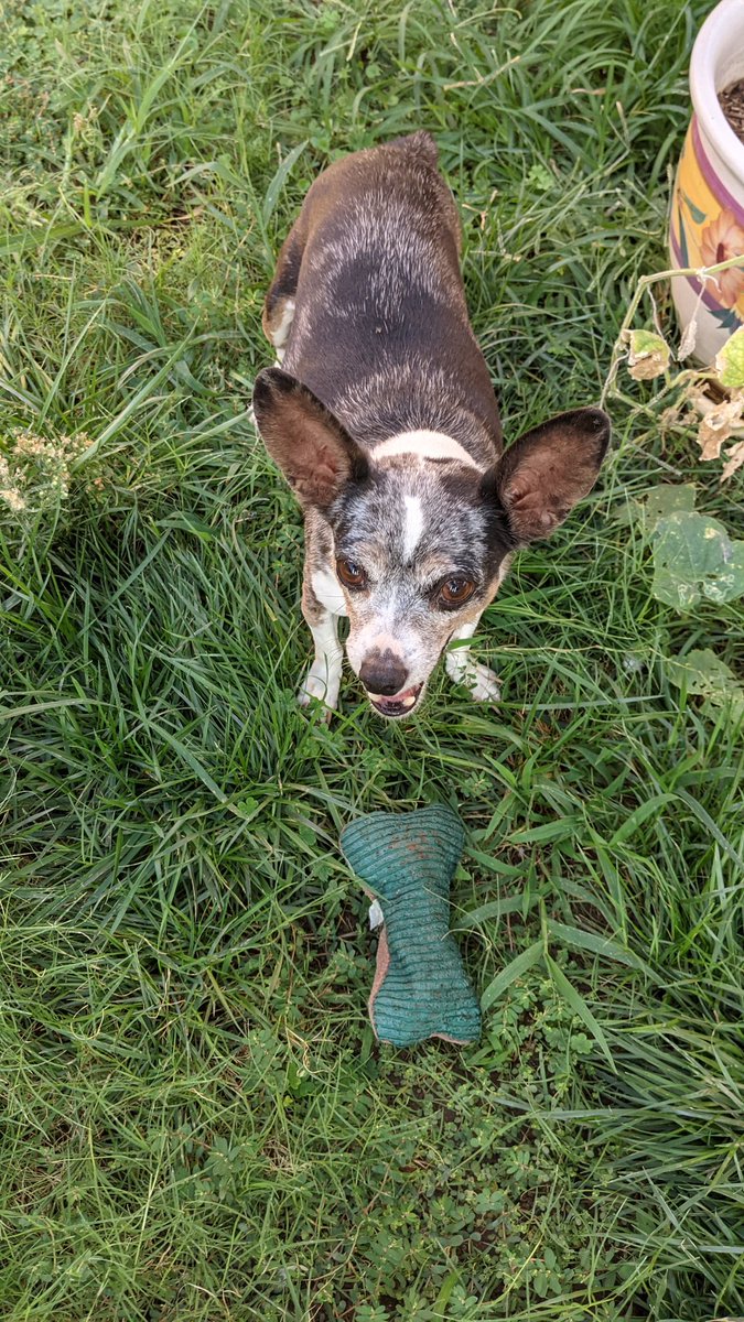 DessieNft's tweet photo. @makinggardens You gotta have your gardening partner. Here's my little helper. #GardenersWorld #gardening #GardeningTwitter #HelperLegit #helperdog #dogs #dogsoftwitter #dog https://t.co/zVshLgY1XU