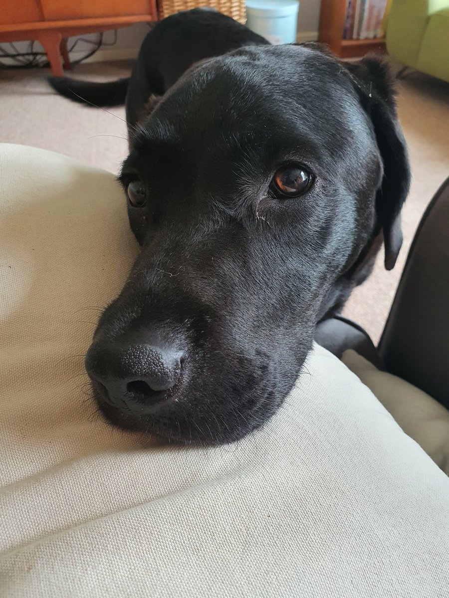 Hey <a href="/AldiUK/">Aldi Stores UK</a> have you discontinued this dog food? My friend can't find it in any stores or online and it's the only food that doesn't make her black Lab, Henry, incredibly poorly. Help?! Have attached photo of the goodest boy ever to attract your attention...