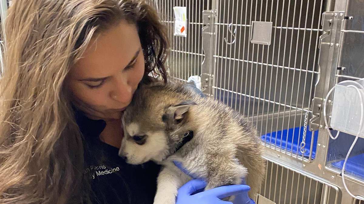 EVITnews's tweet photo. A childhood dream is now a rewarding reality for Dr. Megan Farris, a Valley veterinarian who started her career training at the East Valley Institute of Technology 12 years ago. Read more: https://t.co/0aAxbzR2ea #30YearsOfChangingLives #EVITChangesLives #WeAreEVIT https://t.co/qweiUCYL3J