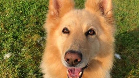 AdoptionsUk's tweet photo. Please retweet to help Walter find a home #Lincolnshire #UK 
German Shepherd aged 5, never lived in a house before, looking for a loving adult home as the only pet, he loves toys, could you offer him a home?
DETAILS👇
https://t.co/XuhMVnqCUP
#dogs https://t.co/dalgCYziYy