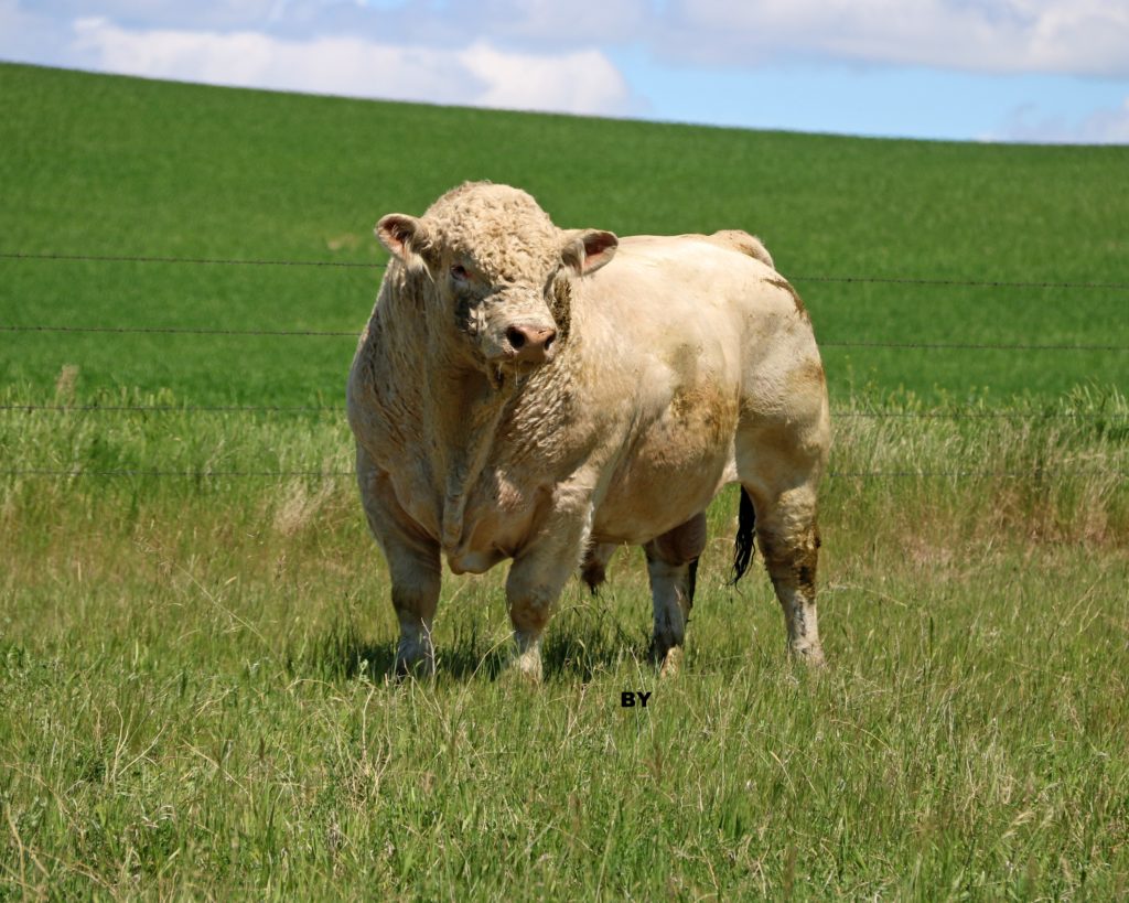 RDAR (Results Driven Agriculture Research) (@rdaralberta) on Twitter photo “Data-driven genetic decisions and adoption of innovative genetic technologies will benefit all segments of the Canadian beef production chain from conception right through to consumption.“
<a href="/CanBeefNetwork/">Canadian Beef Improvement Network</a>
Learn more about this research project ▶️ bit.ly/3n7l48q “Data-driven genetic decisions and adoption of innovative genetic technologies will benefit all segments of the Canadian beef production chain from conception right through to consumption.“
<a href="/CanBeefNetwork/">Canadian Beef Improvement Network</a>
Learn more about this research project ▶️ bit.ly/3n7l48q
