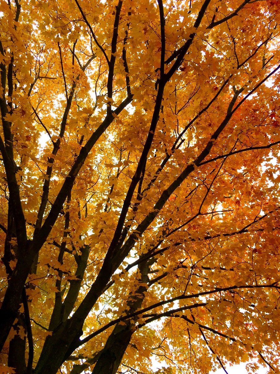 NewJerseyDEP's tweet photo. If these photos don't make you wanna #FallForNJ this season, idk what will.
🍂 Worthington State Forest
🍂 Stokes State Forest
🍂 High Point State Park
🍂 Spruce Run Recreation Area https://t.co/fpAtpK3QaB