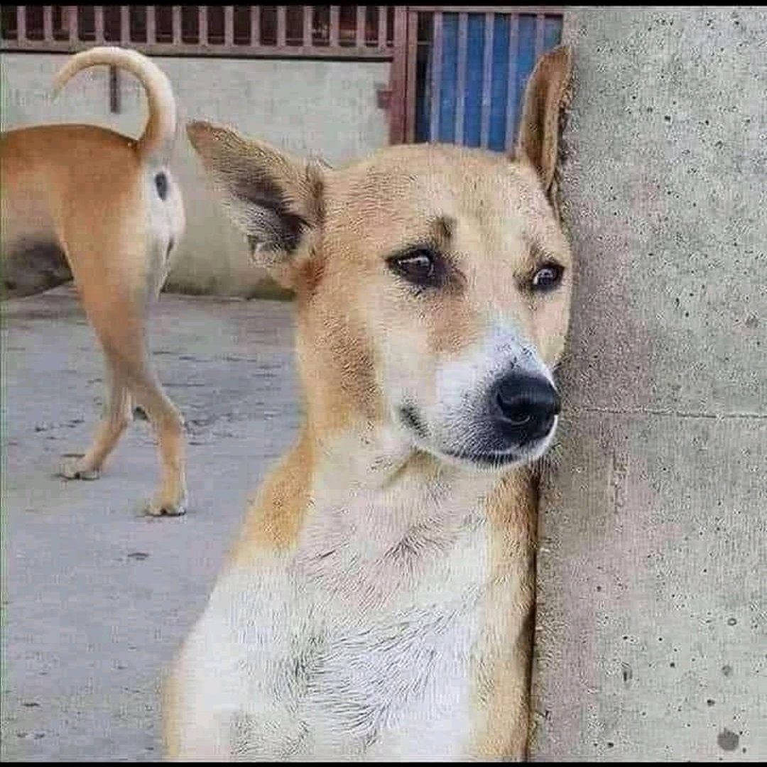 mashanhoane's tweet photo. Yoh this girl though I mean there's no remorse, regret or anything I honestly feel sorry for moguy &amp; o cute jwang comparing to side #face2face https://t.co/P20Vhf0o6Q