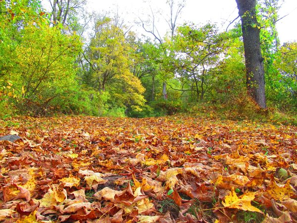 NewJerseyDEP's tweet photo. If these photos don't make you wanna #FallForNJ this season, idk what will.
🍂 Worthington State Forest
🍂 Stokes State Forest
🍂 High Point State Park
🍂 Spruce Run Recreation Area https://t.co/fpAtpK3QaB