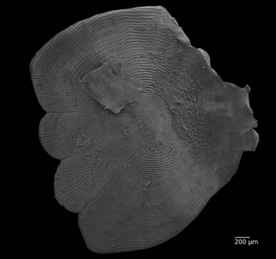 Fishguy_FHL's tweet photo. We introduced #BioVizFHL to the scanning electron microscope last week. A few highlights from the critique on Monday. https://t.co/jyOHpLZjsY