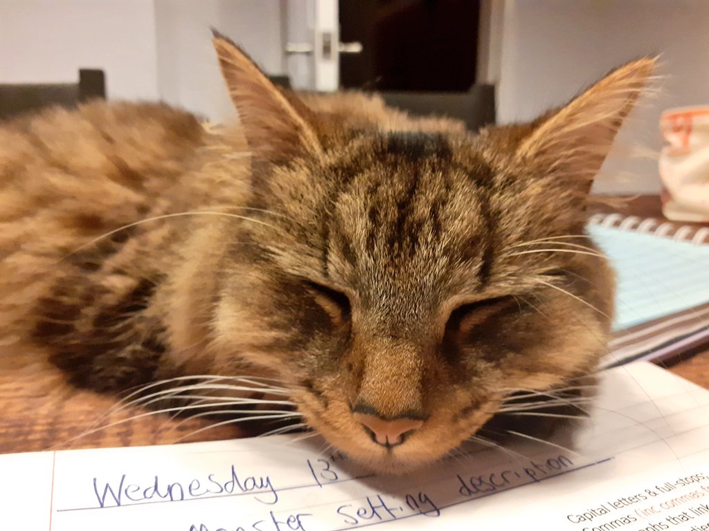 Michaela_Noble's tweet photo. Merlin has those almost half term vibes!! Determined not to let me mark anything! #CatsOfTwitter #almosthalfterm #teachertwitter https://t.co/7rjkC9X2MN
