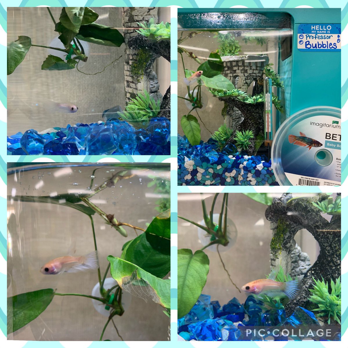 Rachel Estacion tweet media