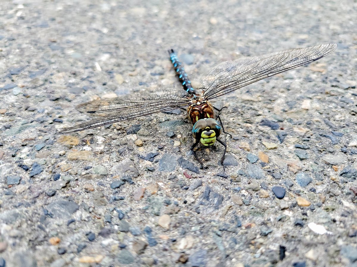 BasicallySeven's tweet photo. couldn't fly anymore so brought the little thing to my garden https://t.co/mMUYir8zxa