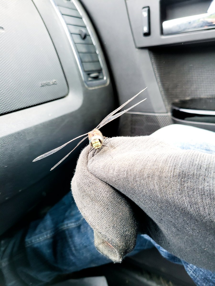BasicallySeven's tweet photo. couldn't fly anymore so brought the little thing to my garden https://t.co/mMUYir8zxa