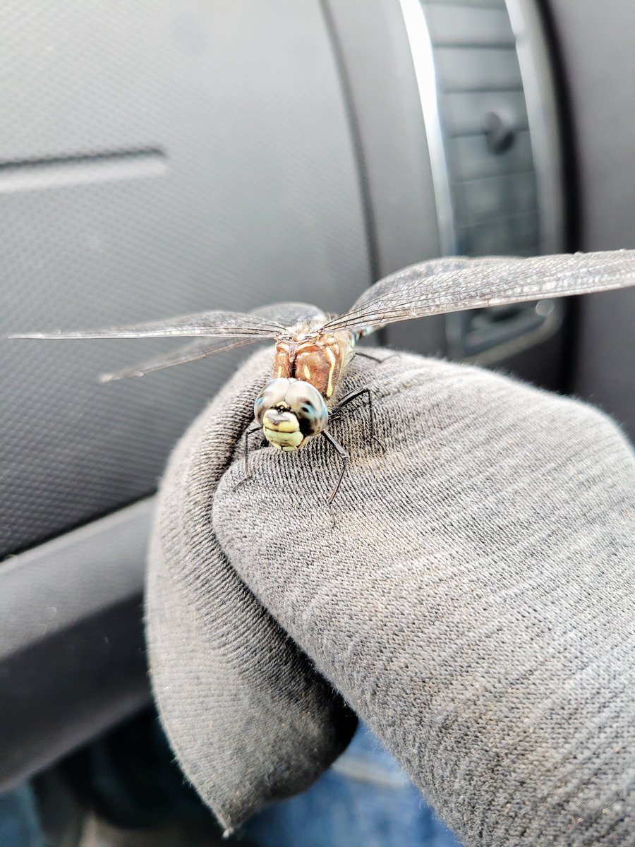 BasicallySeven's tweet photo. couldn't fly anymore so brought the little thing to my garden https://t.co/mMUYir8zxa