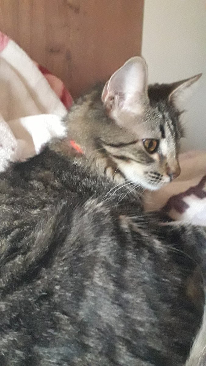 picoledepimenta's tweet photo. vejam mru gatinho https://t.co/aXNFuQrNk9