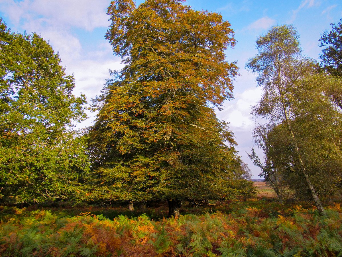 AliDiva_'s tweet photo. Autumn tints in Denny Wood 🍂 #NewForest @NewForestNPA @EngNewForest @ForestryEngland @GreenHampshire @TheNewForestUK @NewForestSussed @LymWild @LymoTweetUp @HollyJGreen https://t.co/TZHG6dxgWo