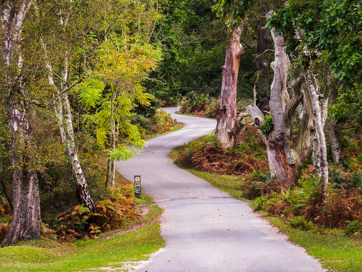 AliDiva_'s tweet photo. Autumn tints in Denny Wood 🍂 #NewForest @NewForestNPA @EngNewForest @ForestryEngland @GreenHampshire @TheNewForestUK @NewForestSussed @LymWild @LymoTweetUp @HollyJGreen https://t.co/TZHG6dxgWo