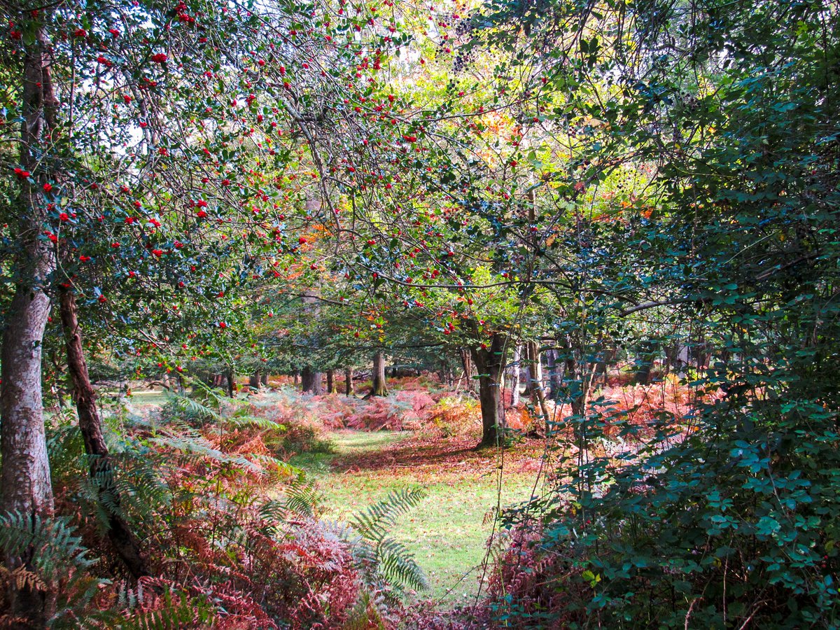 AliDiva_'s tweet photo. Autumn tints in Denny Wood 🍂 #NewForest @NewForestNPA @EngNewForest @ForestryEngland @GreenHampshire @TheNewForestUK @NewForestSussed @LymWild @LymoTweetUp @HollyJGreen https://t.co/TZHG6dxgWo