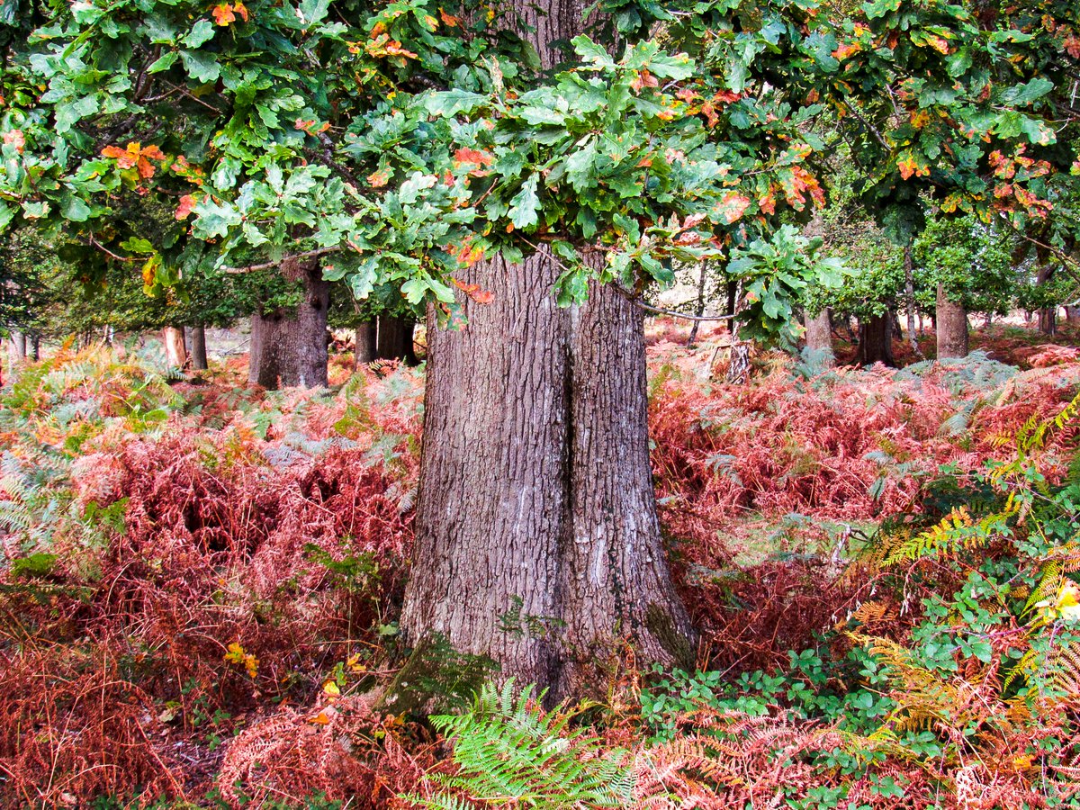 AliDiva_'s tweet photo. Autumn tints in Denny Wood 🍂 #NewForest @NewForestNPA @EngNewForest @ForestryEngland @GreenHampshire @TheNewForestUK @NewForestSussed @LymWild @LymoTweetUp @HollyJGreen https://t.co/TZHG6dxgWo