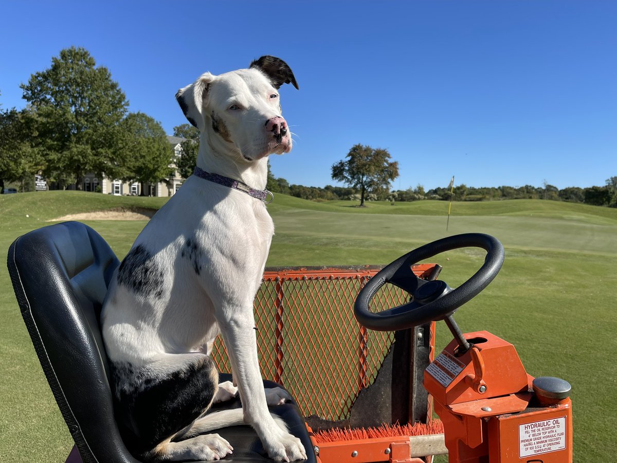 Have @DogsOfTurf Grey on roller today.