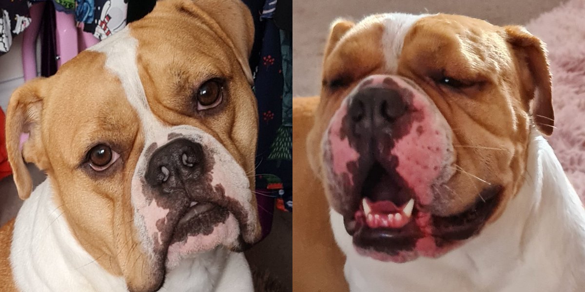ArchitectureMad's tweet photo. Lunchtime walk with Bear and he got stung by a bloody wasp, then had a crazy reaction, the photo on the left is what he normally looks like. Thankfully Piriton helped him out after a quick call to a vet friend!! #dogsoftwitter #wasps #piriton #vets #RescueDogs #dogs https://t.co/CZvewIZ4y3