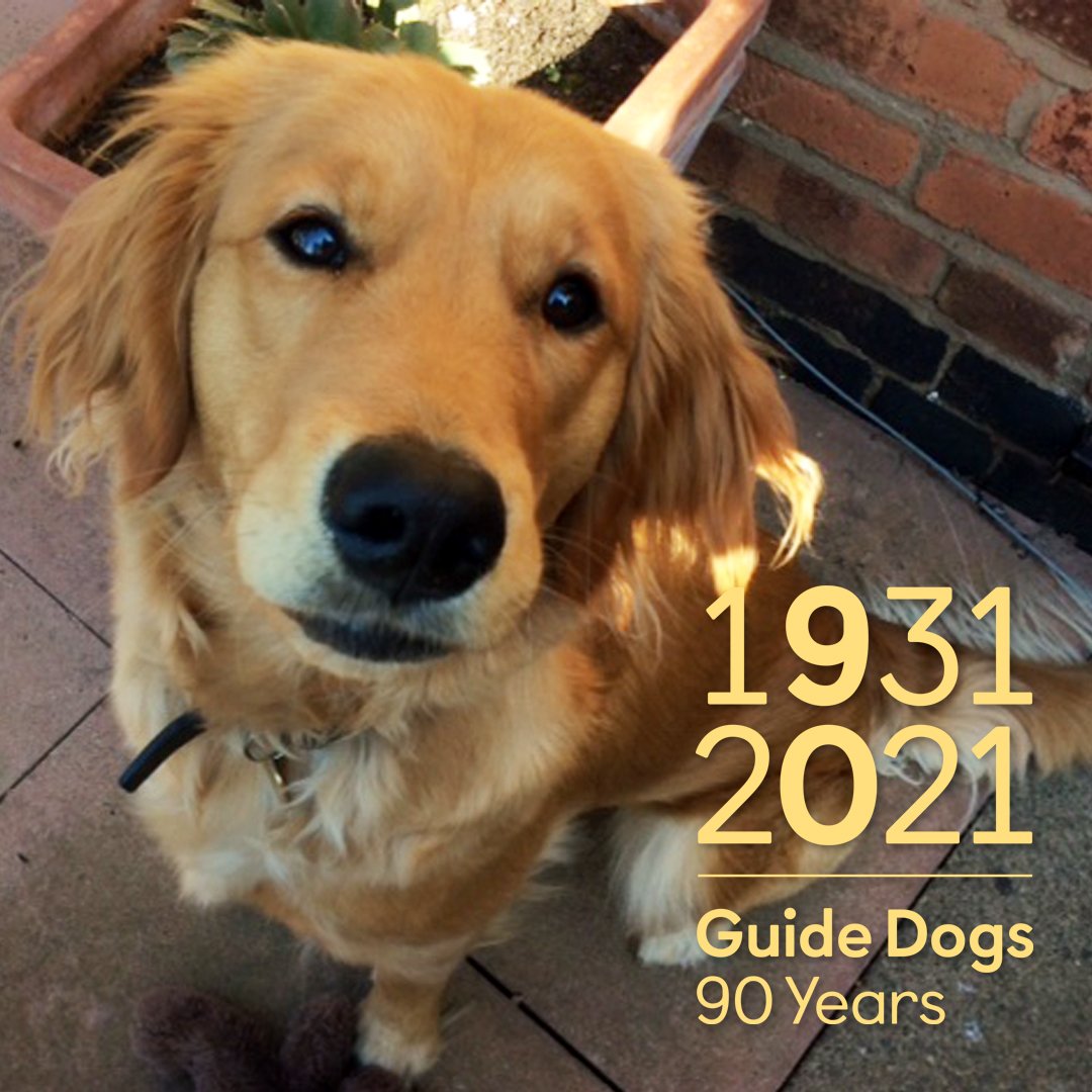 LeicsGuideDogs's tweet photo. Chrissy is celebrating #GuideDogs90 as she had #PuppyTraining in #leicestershire now she is training to be a @guidedogs #BuddyDog. This is thanks to your #donations in places like @BandQ #AbbeyLane who kindly host one of our life-sized collecting dogs. #GuideDogsFamily https://t.co/T4oa1Ewc4p
