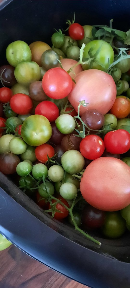 chefcrowe673's tweet photo. Last of this year's tomatoes and chillies, made a nice green tomato and chilli chutney will be nicely matured for the Stilton at Christmas 👍 #GardenersWorld #homemade #chutney #growyourown https://t.co/fYfJYGGfip