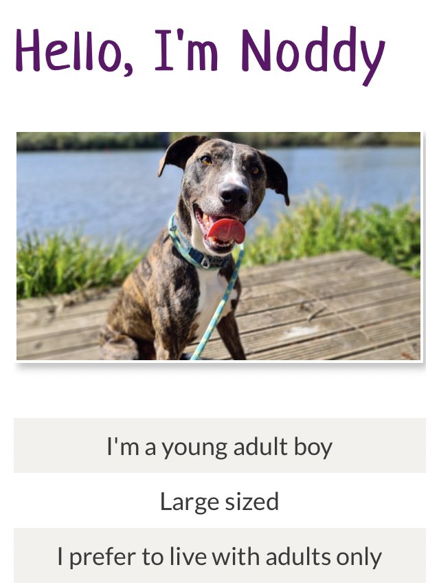karen73984451's tweet photo. #rehomehour #TongueoutTuesday #beeyootiful boy on the lookout for a fabulous forever home π‘ plz RT #Noddy #TeamZay #itsallaboutthedogs @therescuehotel https://t.co/BIxZZ4ExEu