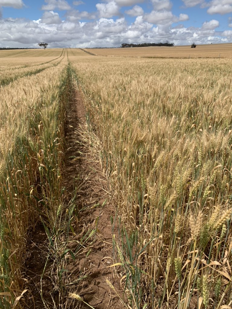 Exactly 2 months on in the same spot &amp; whilst the forecasted wetter than average spring has only so far delivered 60% of average 🌧 the crops have held on well with good grain fill on the mild Oct to date. Today’s heat will turn things pretty quickly.