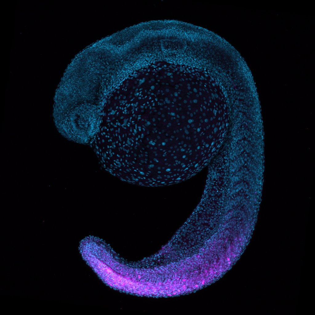 Homeobox's tweet photo. Excited to participate in this absolutely stacked symposium line up on December 8. 

Open to all! Just register below and come join for a fun day filled with awesome evo-devo talks!

https://t.co/K3i0TrEsQ9

Thanks to @NicolasRohner @ScienceStowers @Stowers_SRC for organizing https://t.co/FOtWcT4cmH