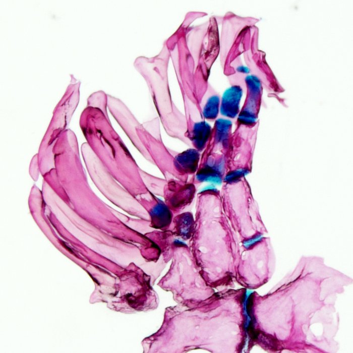 Excited to participate in this absolutely stacked symposium line up on December 8. 

Open to all! Just register below and come join for a fun day filled with awesome evo-devo talks!

stowers.org/sites/default/…

Thanks to <a href="/NicolasRohner/">Nicolas Rohner</a> <a href="/ScienceStowers/">Stowers Institute</a> <a href="/Stowers_SRC/">Stowers Research Conferences</a> for organizing