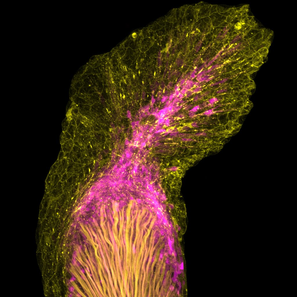 Homeobox's tweet photo. Excited to participate in this absolutely stacked symposium line up on December 8. 

Open to all! Just register below and come join for a fun day filled with awesome evo-devo talks!

https://t.co/K3i0TrEsQ9

Thanks to @NicolasRohner @ScienceStowers @Stowers_SRC for organizing https://t.co/FOtWcT4cmH