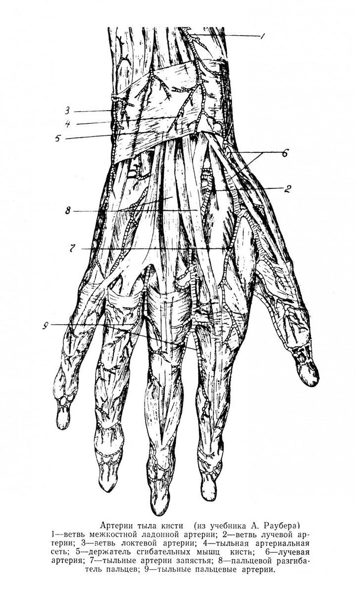 тыл кисти топографическая анатомия. послойная топография тыльной поверхности кисти. мышцы кисти ладонная поверхность. тыльная сторона запястья. 6 каналов разгибателей запястья.