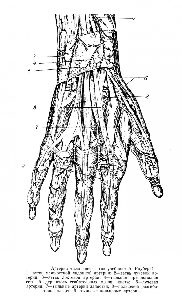 Артерия на запястье. Тыл кисти топографическая анатомия. Синовиальные влагалища тыла кисти. Анатомия тыла кисти.